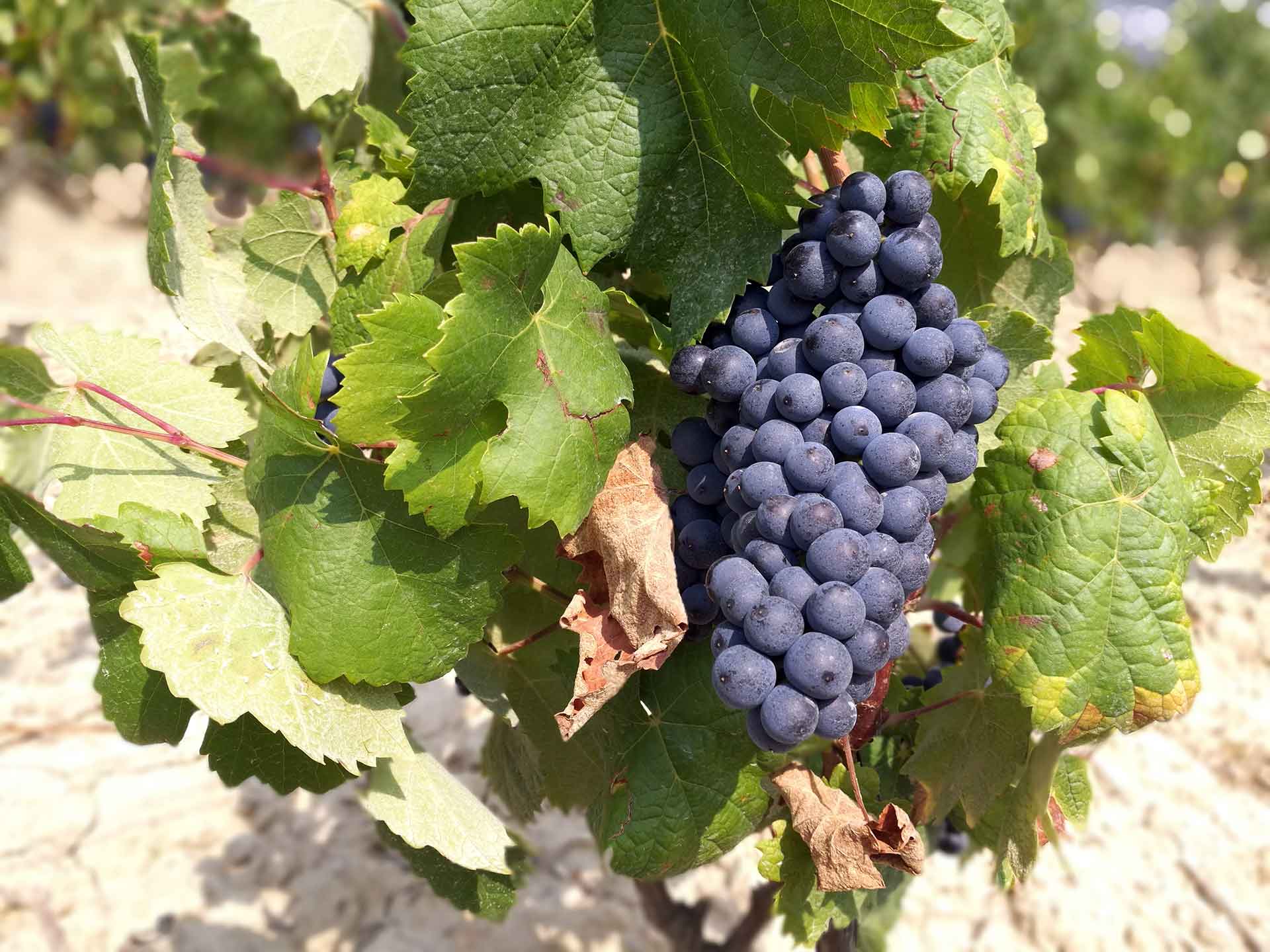 https://aborigensbarcelona.com/wp-content/uploads/2020/03/grapes.jpg